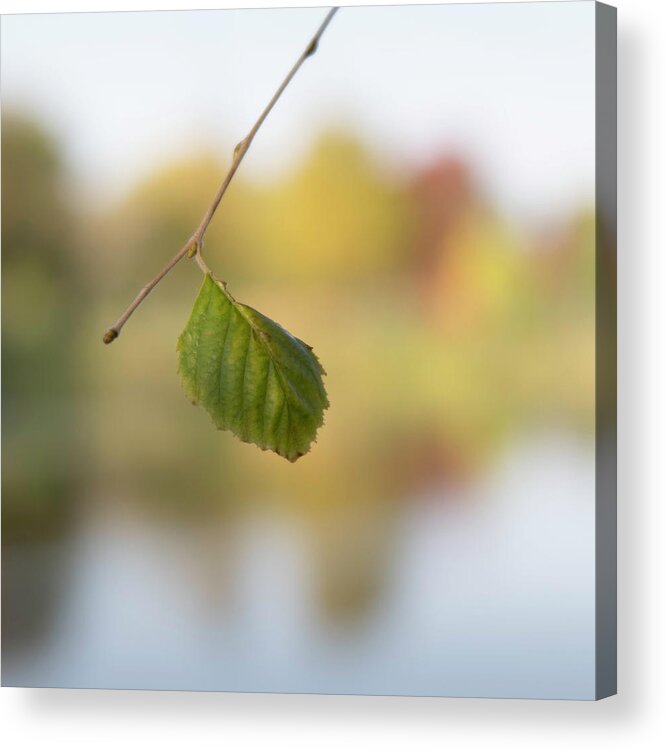 Fall Acrylic Print featuring the photograph Hanging On by Forest Floor Photography
