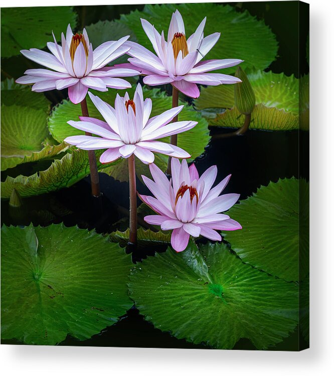 Floral Acrylic Print featuring the photograph Hanging out with each other. by Usha Peddamatham