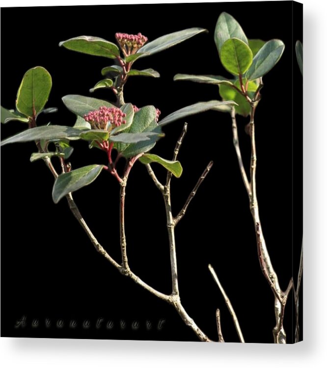 Nature Acrylic Print featuring the photograph Hivern 2 by Auranatura Art