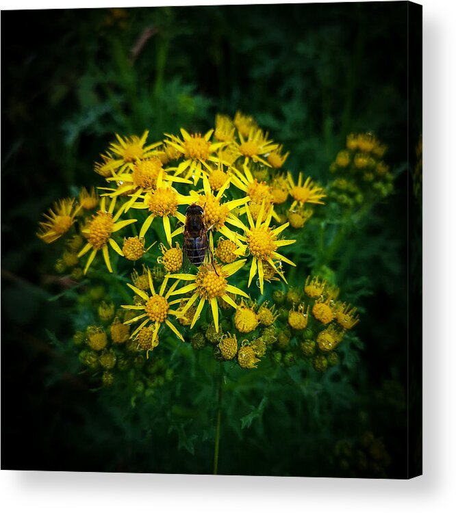 Yellow Flowers Acrylic Print featuring the photograph Honey Bee on Ragworth by Mark Callanan
