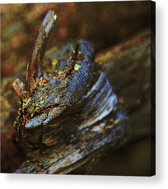 Wood Acrylic Print featuring the photograph Horned Log by Simone Hester