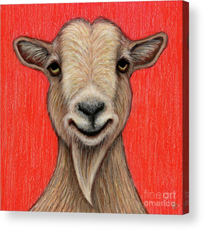 Nigerian Dwarf Goat Acrylic Print featuring the painting Howie The Nigerian Dwarf Goat by Amy E Fraser