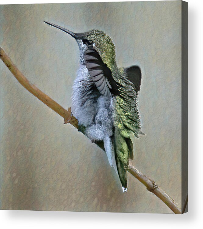 Hummingbird Acrylic Print featuring the photograph Hummingbird Portrait by Gina Fitzhugh