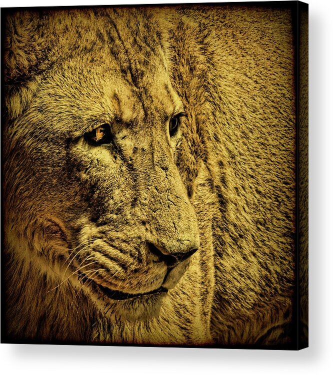 Lion Acrylic Print featuring the photograph Hunter by Andrew Paranavitana
