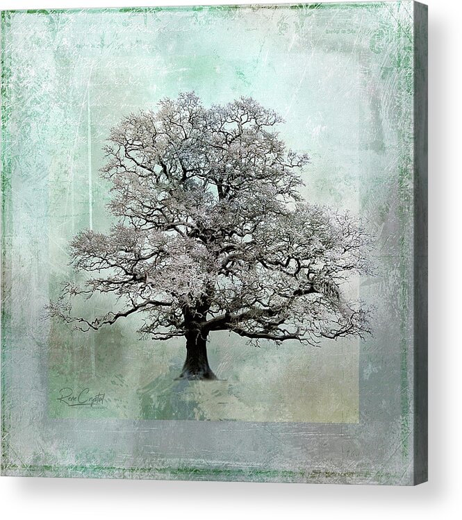 Trees Acrylic Print featuring the photograph I Think That I Shall Never See... by Rene Crystal