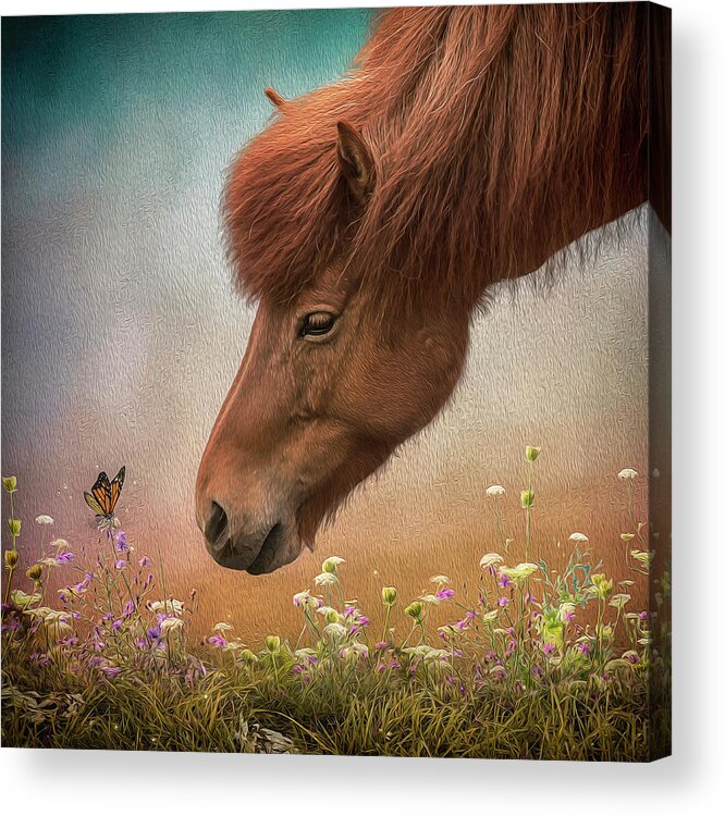 Icelandic Horse Acrylic Print featuring the digital art Icelandic Horse by Maggy Pease
