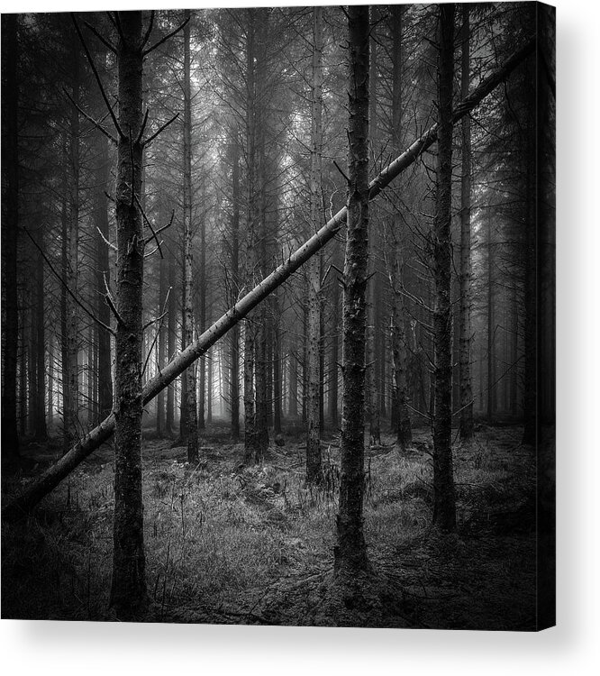Forest Acrylic Print featuring the photograph If a tree falls in a forest... by Nigel R Bell