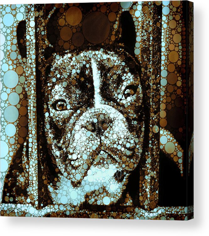 Frenchie Acrylic Print featuring the mixed media I'm Innocent I Tell Ya by Susan Maxwell Schmidt