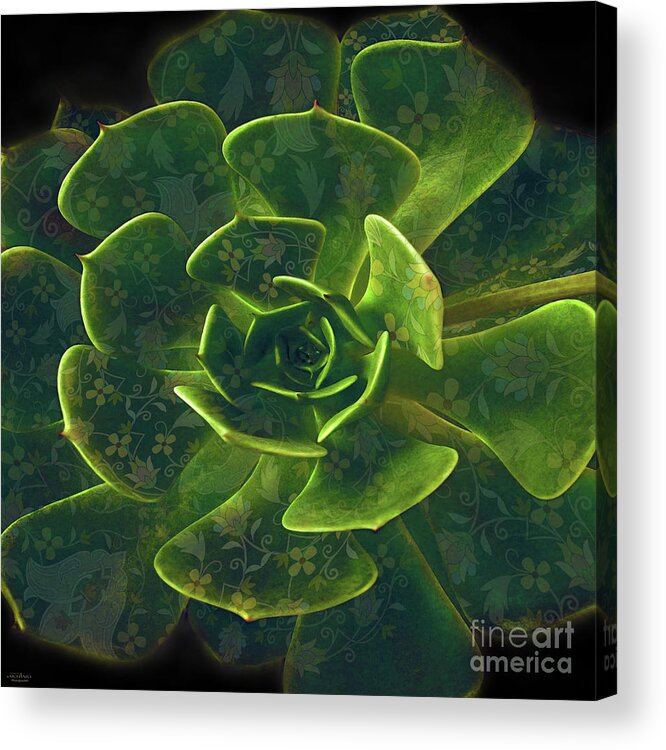 Cactus Acrylic Print featuring the photograph Inspiration by Mehran Akhzari