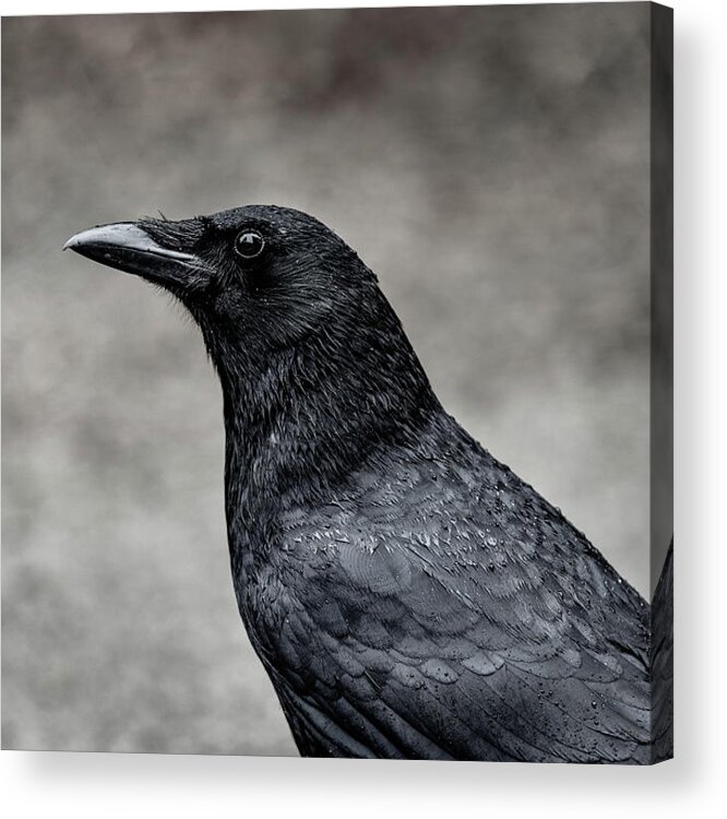 Crow Acrylic Print featuring the photograph It's the same story the crow told me by Gary Kochel