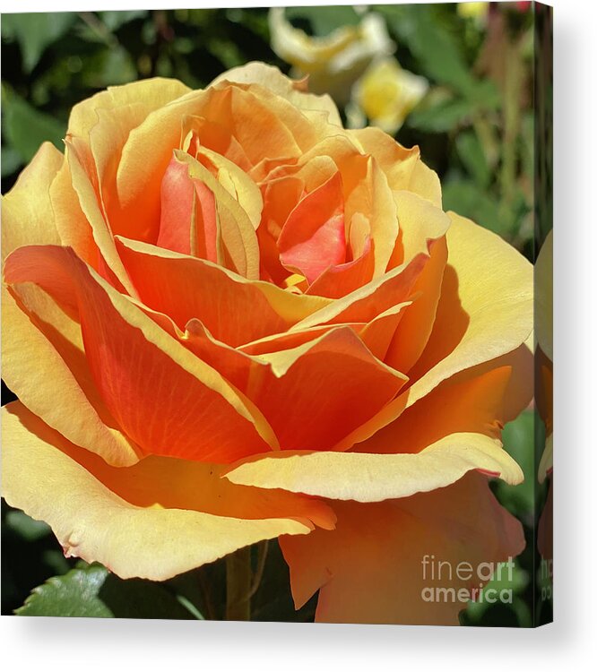 Peach Acrylic Print featuring the photograph Just Peachy 2 by Wendy Golden