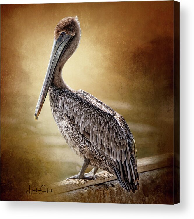 Pelican Acrylic Print featuring the digital art Juvenile Brown Pelican by Linda Lee Hall