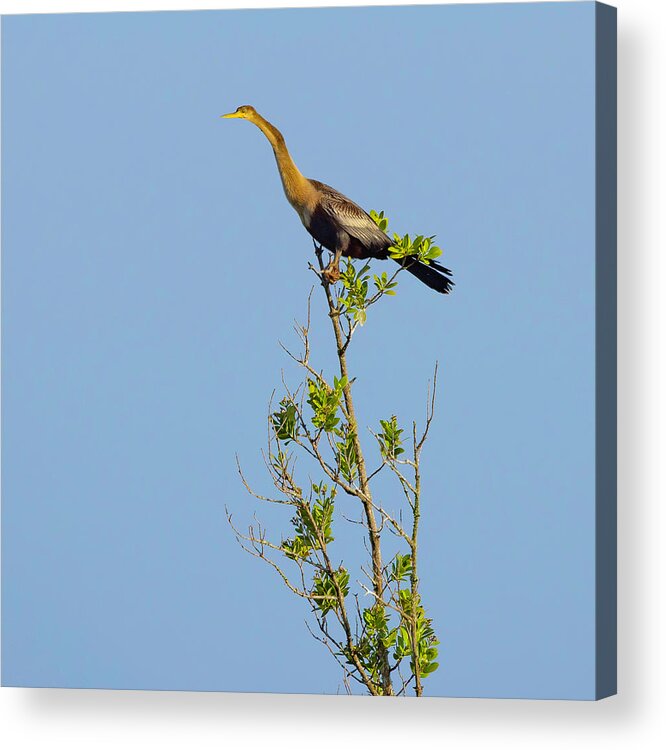 R5-2630 Acrylic Print featuring the photograph King of the Marsh by Gordon Elwell