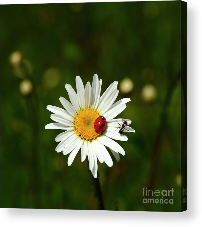 Ladybird Acrylic Print featuring the photograph Ladybird and Ant on Ox-Eye Daisy Flower by James Brunker