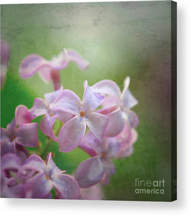 Lilac Acrylic Print featuring the photograph Lilac Dreaming by Kerri Farley