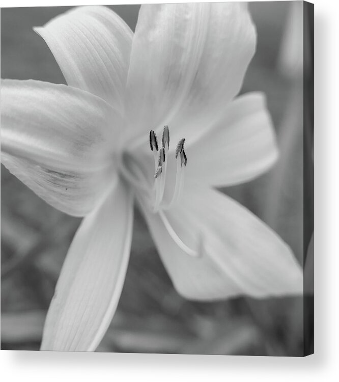 Lilly Acrylic Print featuring the photograph Lilly In Black And White by Hyuntae Kim