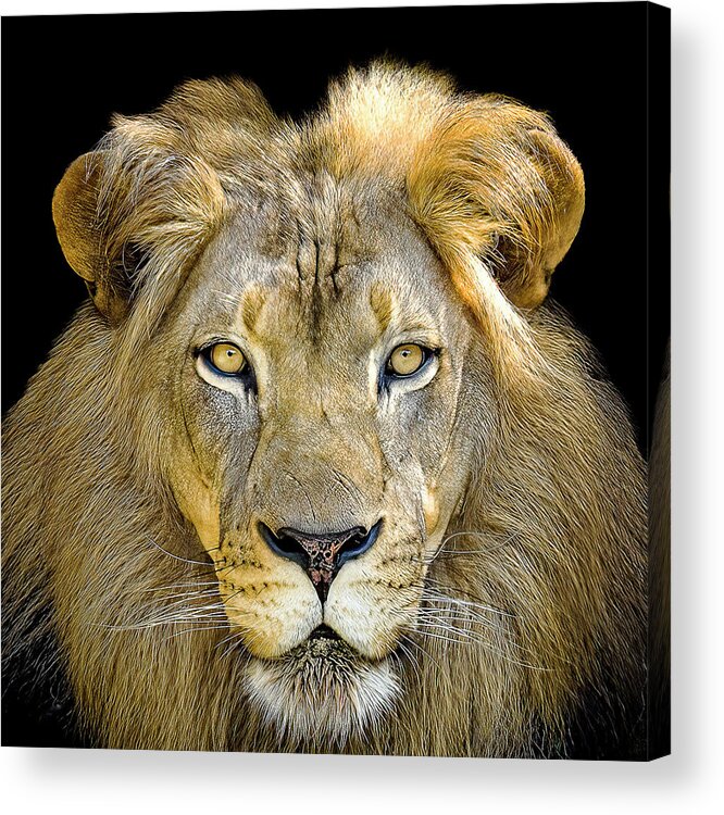 Lion Acrylic Print featuring the photograph Lion King by Cheri Freeman