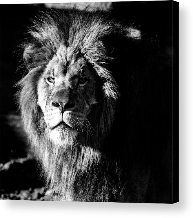 Lion Acrylic Print featuring the photograph Lion portrait BW by Flees Photos