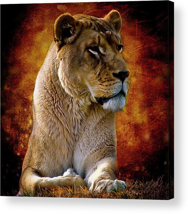 Lioness Acrylic Print featuring the photograph Lioness by Patrick Boening