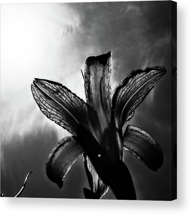 Daylily Silhouette Acrylic Print featuring the digital art Looking Up by Pamela Smale Williams