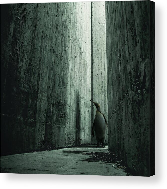 Light Penguin Animal Dark Old Shadow Dirty Concrete Abandoned Acrylic Print featuring the digital art Lost Animals - Series nr.6 by Zoltan Toth