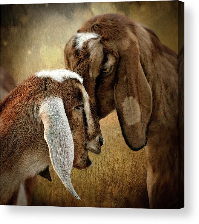 Goats Acrylic Print featuring the digital art Love is in the air by Maggy Pease