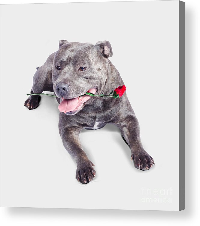 Romantic Acrylic Print featuring the photograph Loving dog carrying red rose in mouth by Jorgo Photography