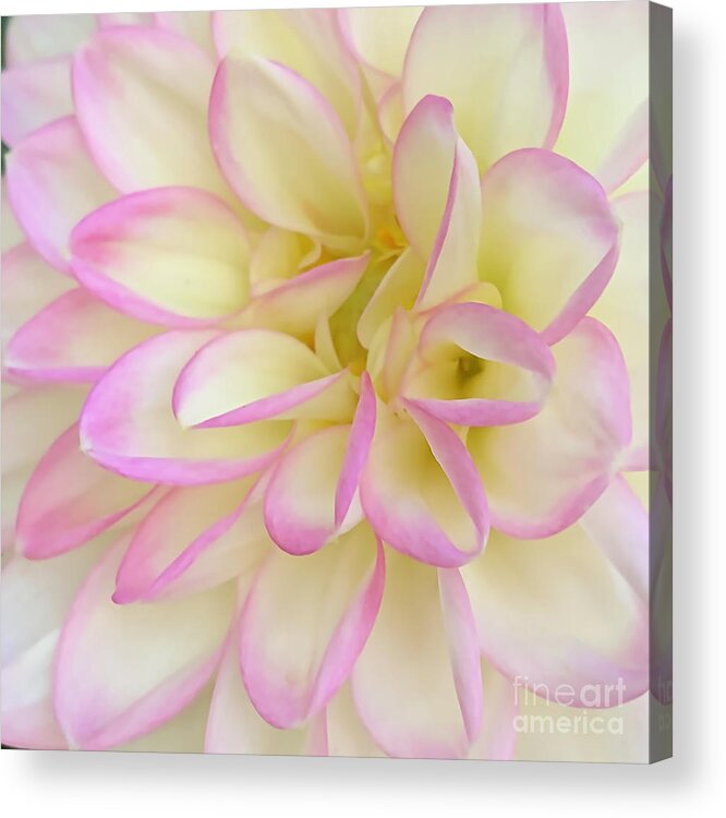 Floral Acrylic Print featuring the digital art Macro Soft Pink, Yellow And White Dahlia Bloom by Kirt Tisdale