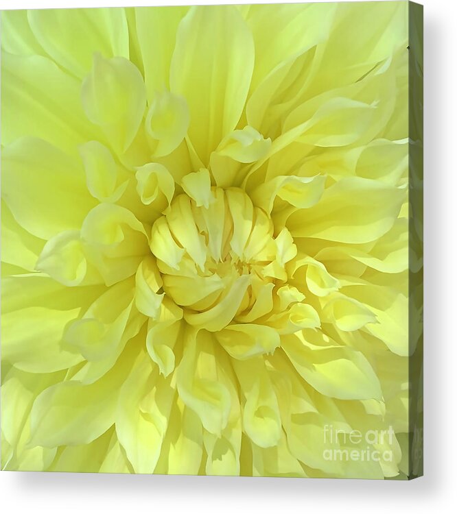 Floral Acrylic Print featuring the digital art Macro Yellow Dahlia Bloom by Kirt Tisdale