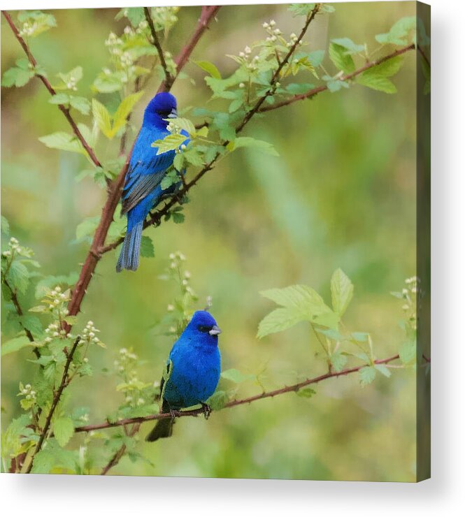 Male Indigo Buntings Acrylic Print featuring the photograph Male Indigo Buntings South Carolina by Bellesouth Studio