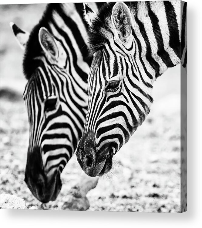 Plains Zebra Acrylic Print featuring the photograph Markings on a Zebra's Face by Belinda Greb