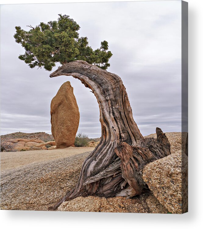  Acrylic Print featuring the photograph May 2019 Joshua Tree and Obelisk by Alain Zarinelli