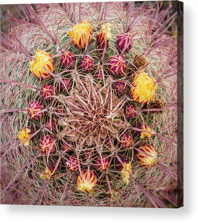 Mexican Lime Caturs Acrylic Print featuring the photograph Mexican Lime Cactus by Jurgen Lorenzen