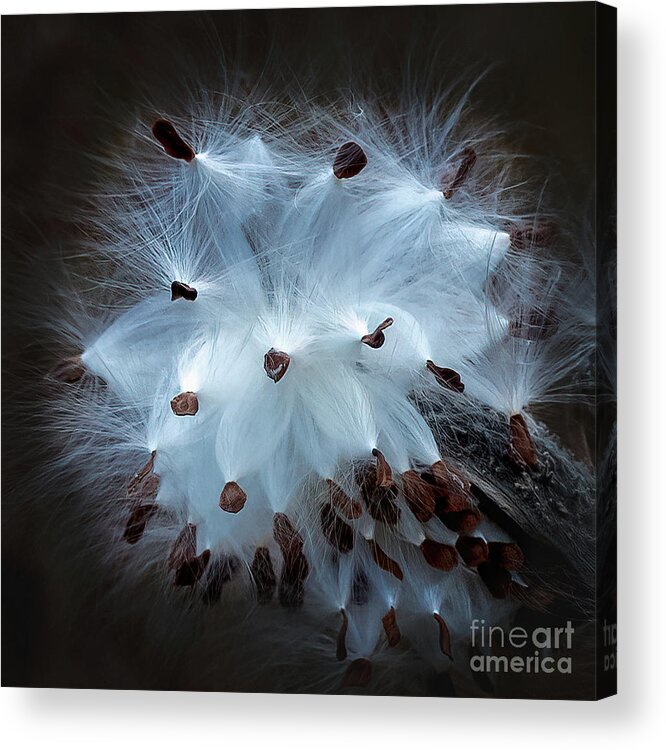 Nature Acrylic Print featuring the photograph Milkweed Pod Bursting by Lorraine Cosgrove