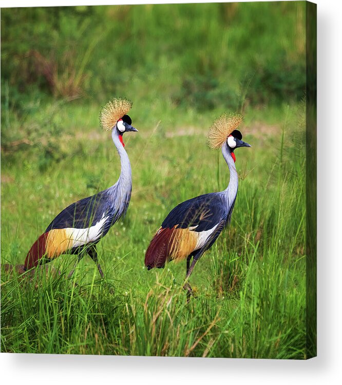 Arboretum Acrylic Print featuring the photograph Mirrored Crested Cranes by Rick Furmanek