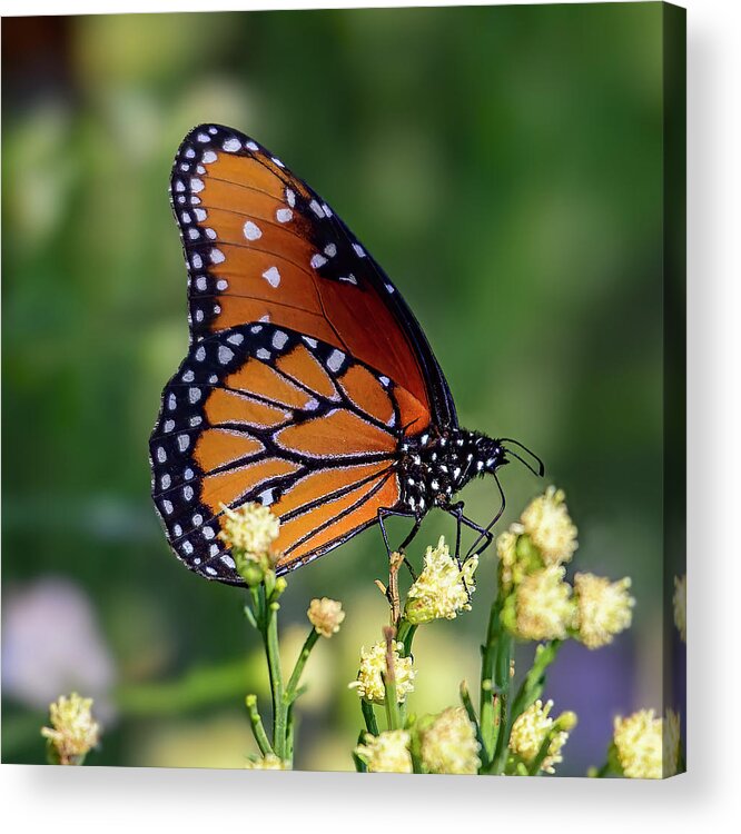 Arizona Acrylic Print featuring the photograph Monarch Butterfly 24516 by Mark Myhaver