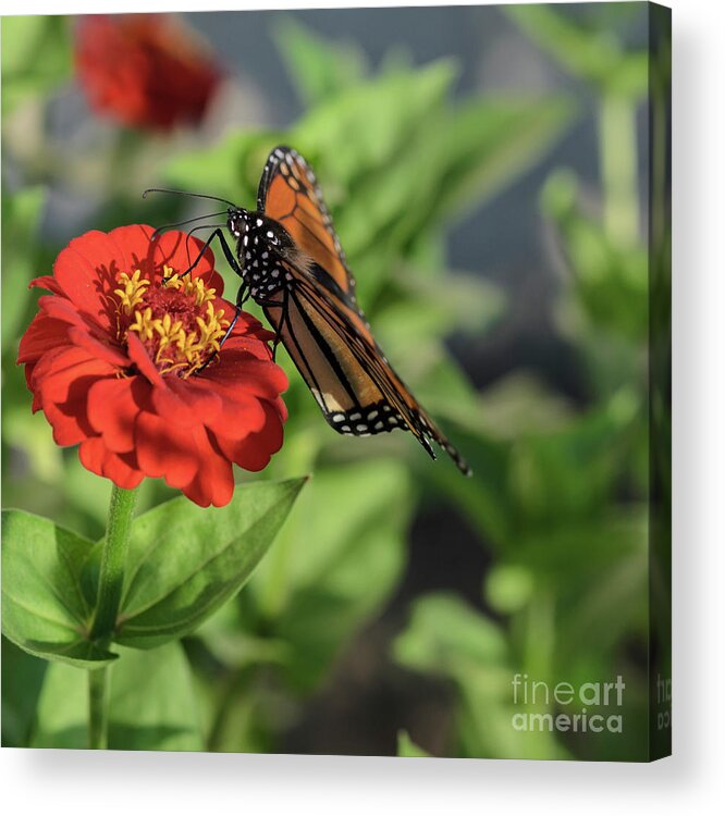 Monarch Butterfly Acrylic Print featuring the photograph Monarch Butterfly on Red Zinnia II by Tamara Becker