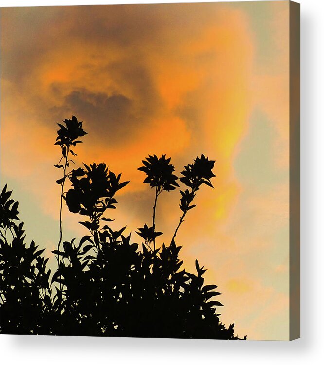 Silhouette Acrylic Print featuring the photograph Monsoon Sunset by Grey Coopre