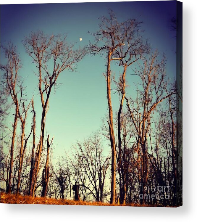 Moon Acrylic Print featuring the photograph Moon Between The Trees by Kerri Farley