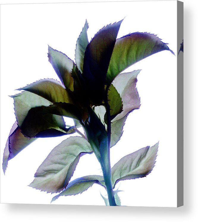Purple Acrylic Print featuring the photograph Moonlit Rose by Marsha Tudor