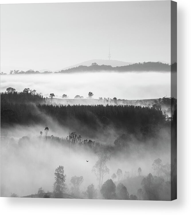 Canberra Acrylic Print featuring the photograph Morning Dreams by Ari Rex