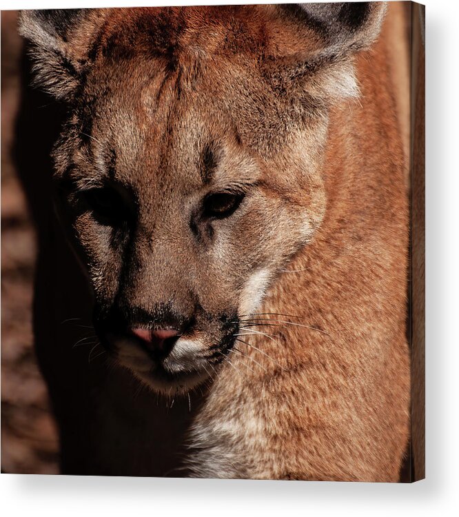 Mountain Lion Portrait Acrylic Print featuring the photograph Mountain lion portrait 002 by Flees Photos