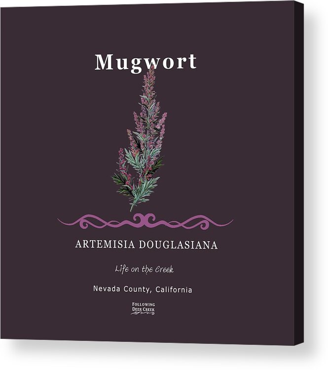 Mugwort Acrylic Print featuring the digital art Mugwort Herb by Lisa Redfern