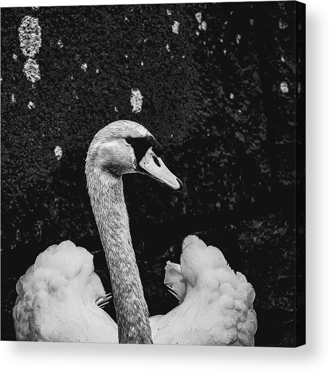 My Best Side Bw Acrylic Print featuring the photograph my best side BW #k5 by Leif Sohlman