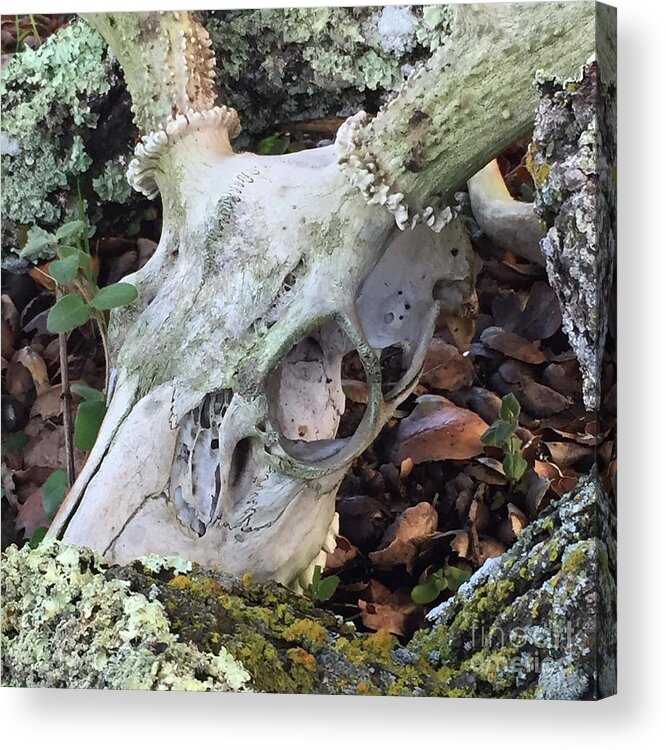Skull Acrylic Print featuring the photograph Nature's Reclamation by Wendy Golden