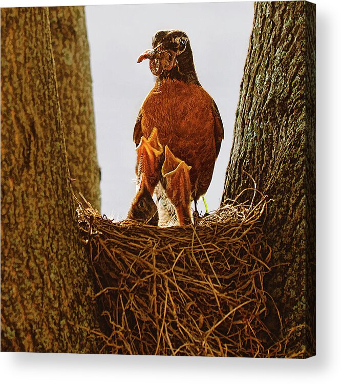 Robins Nest Acrylic Print featuring the photograph New arrivals by Tatiana Travelways