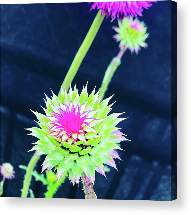 Thistle Acrylic Print featuring the photograph Nodding Thistles by Grey Coopre
