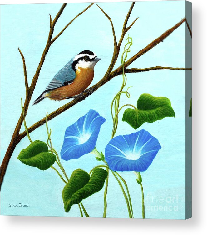 Portrait Acrylic Print featuring the painting Nuthatch and Morning Glories by Sarah Irland