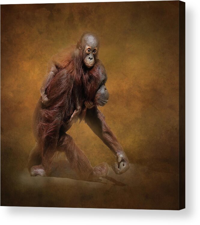 Orangutan Acrylic Print featuring the photograph Orang LP 23B by Sally Fuller