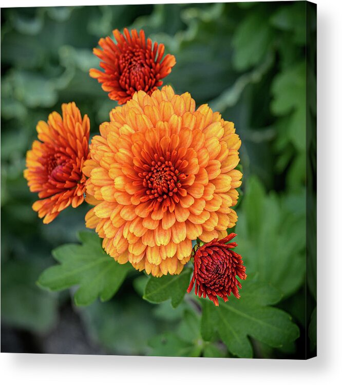 Autumn Acrylic Print featuring the photograph Orange-Red Mums by Frank Mari